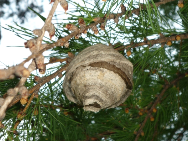 The wasps nest again